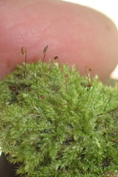 Trichosteleum perchlorosum, photographed by Nicola van Berkel