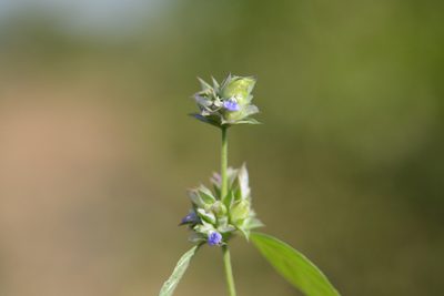 Rungia pectinata, photographed by S.MORE