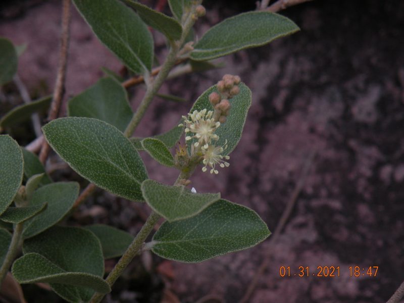 Croton lanatus, photographed by Francisco Liguori
