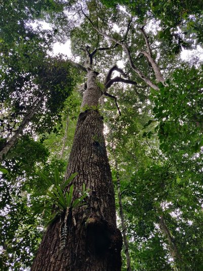 Calophyllum polyanthum, photographed by T R Shankar Raman
