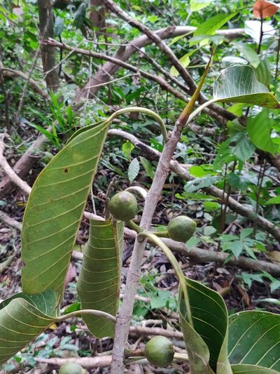 Ficus beddomei, photographed by T R Shankar Raman