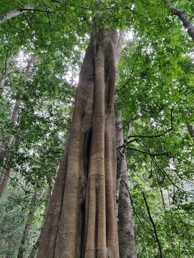Ficus beddomei, photographed by T R Shankar Raman