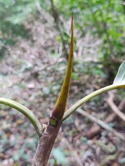 Ficus beddomei, photographed by T R Shankar Raman