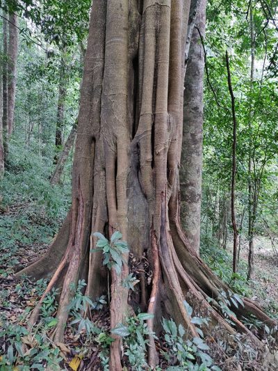 Ficus beddomei, photographed by T R Shankar Raman
