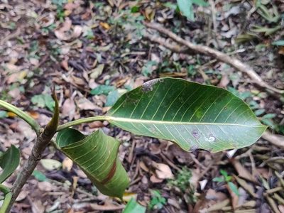 Ficus beddomei, photographed by T R Shankar Raman