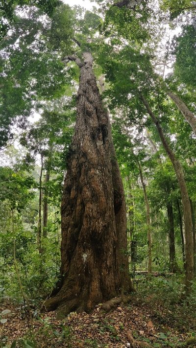 Calophyllum polyanthum, photographed by T R Shankar Raman