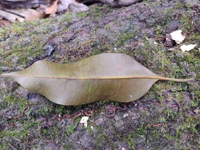Calophyllum polyanthum, photographed by T R Shankar Raman