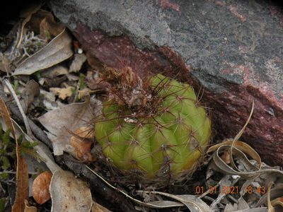 Parodia ottonis, photographed by Francisco Liguori