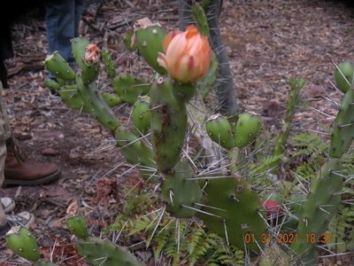 Opuntia elata, photographed by Francisco Liguori