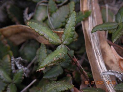 Doryopteris triphylla, photographed by Francisco Liguori
