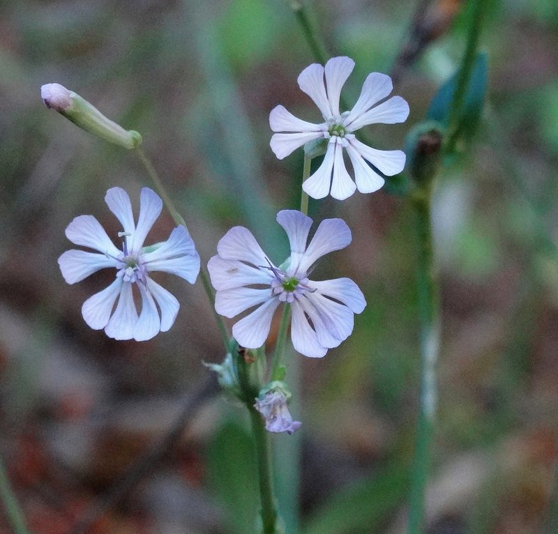 Silene graeca, photographed by Kostas Zontanos