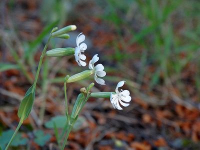 Silene graeca, photographed by Kostas Zontanos
