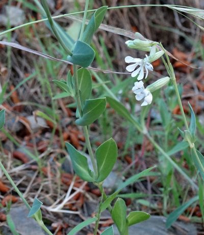 Silene graeca, photographed by Kostas Zontanos