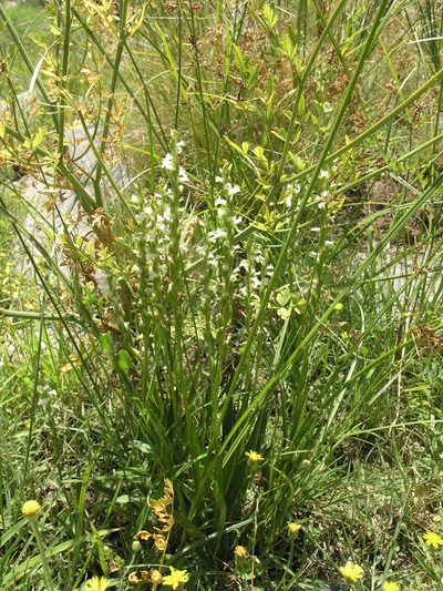 Spiranthes aestivalis, photographed by Oleg Kosterin