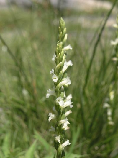 Spiranthes aestivalis, photographed by Oleg Kosterin
