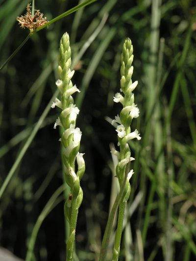 Spiranthes aestivalis, photographed by Oleg Kosterin