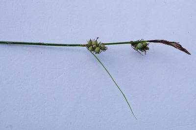 Carex tomentosa, photographed by Patrick Hacker