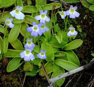 Pinguicula hirtiflora, photographed by Kostas Zontanos