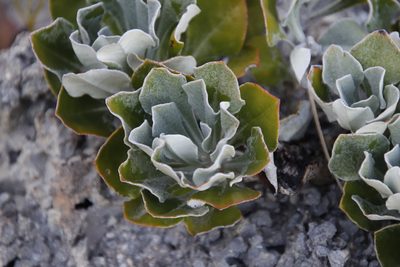 Inuloides tomentosa, photographed by Tony Rebelo