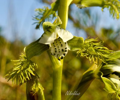 Bipinnula fimbriata, photographed by Nicolás Villaseca Merino