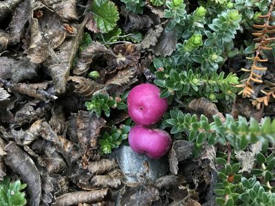 Gaultheria pumila, photographed by Erasmo Macaya Horta