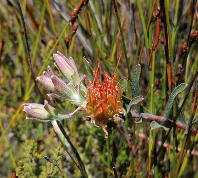 Leucospermum gracile, photographed by flamelily