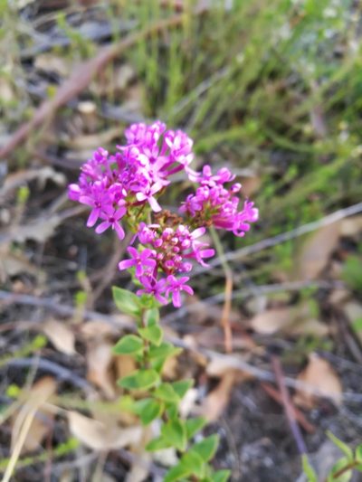 Selago myrtifolia, photographed by chrishorak