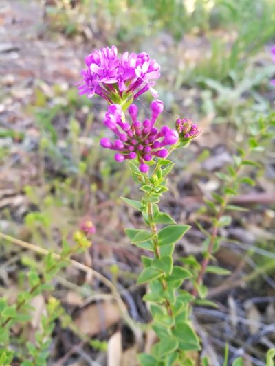 Selago myrtifolia, photographed by chrishorak