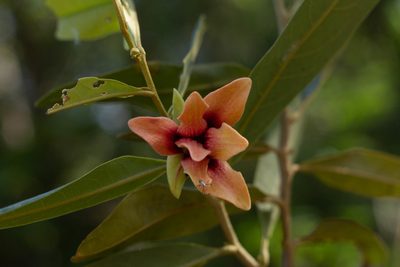 Duguetia furfuracea, photographed by Márcia Martins