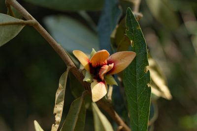Duguetia furfuracea, photographed by Márcia Martins