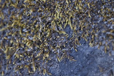 Breutelia substricta, photographed by Tony Rebelo