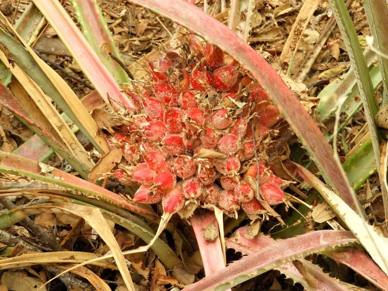 Bromelia hemispherica, photographed by Francisco Farriols Sarabia