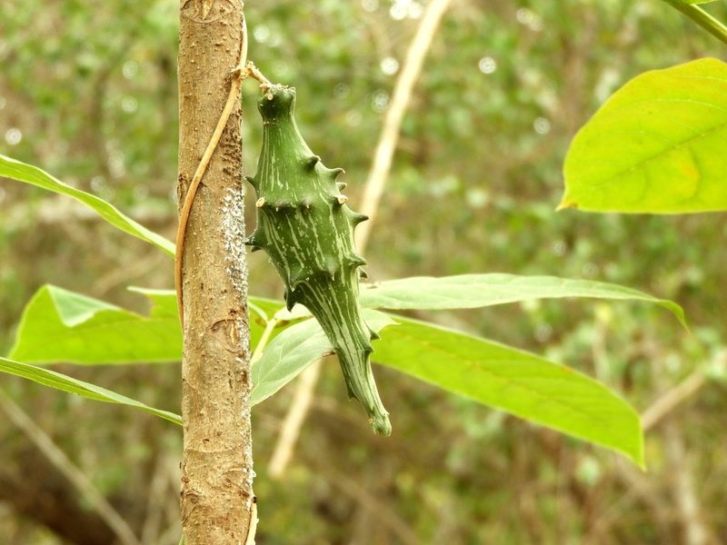 Dictyanthus sepicola, photographed by Francisco Farriols Sarabia