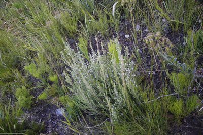 Erica pubescens, photographed by Tony Rebelo