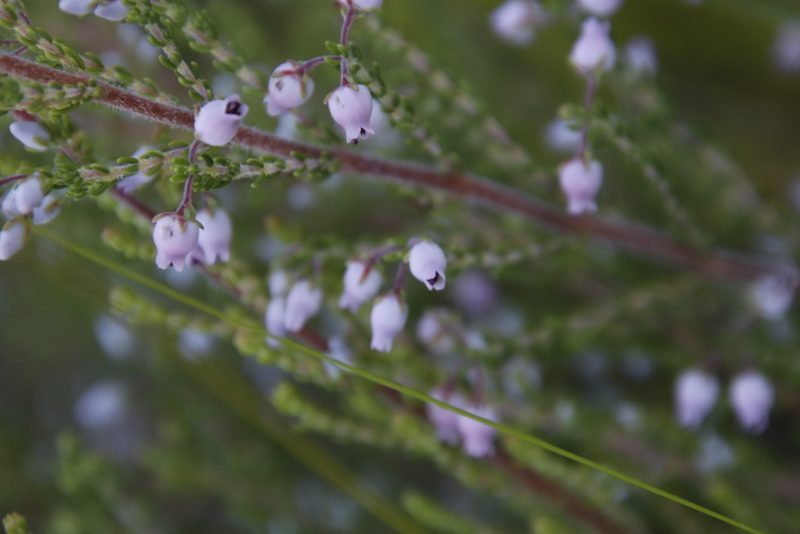 Erica pubescens, photographed by Tony Rebelo