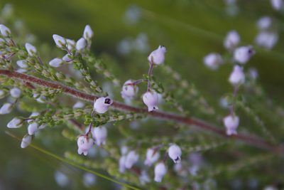 Erica pubescens, photographed by Tony Rebelo