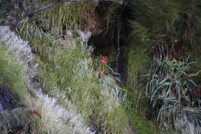 Gladiolus cardinalis, photographed by Tony Rebelo