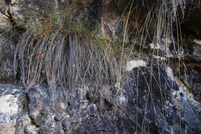 Ficinia brevifolia, photographed by Tony Rebelo
