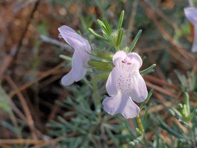 Conradina canescens, photographed by Tom Field