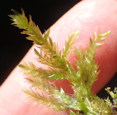 Porotrichum madagassum, photographed by Nicola van Berkel