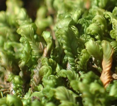 Fissidens ovatus, photographed by Nicola van Berkel