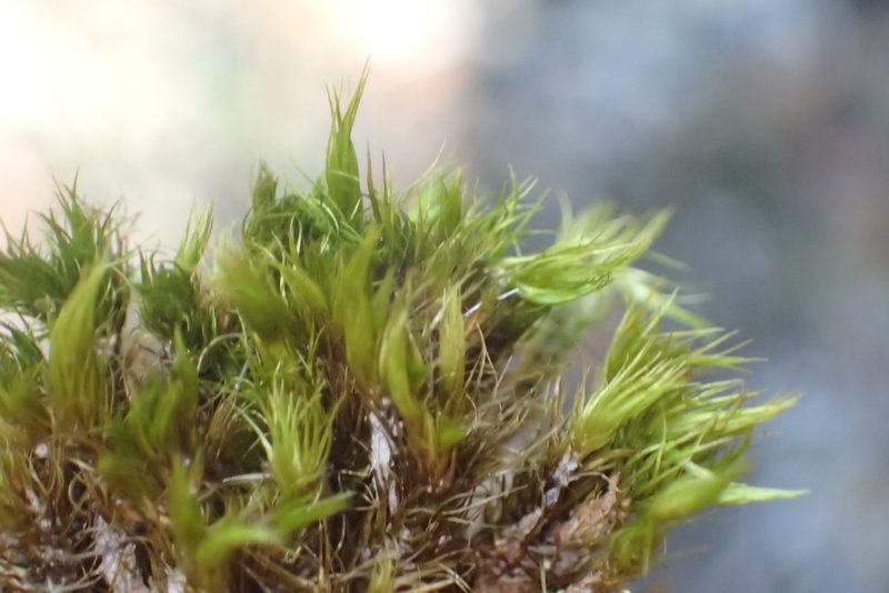 Campylopus thwaitesii, photographed by Nicola van Berkel