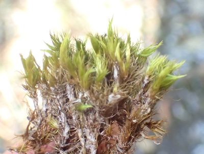 Campylopus thwaitesii, photographed by Nicola van Berkel