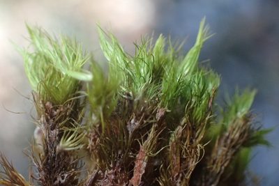 Campylopus thwaitesii, photographed by Nicola van Berkel