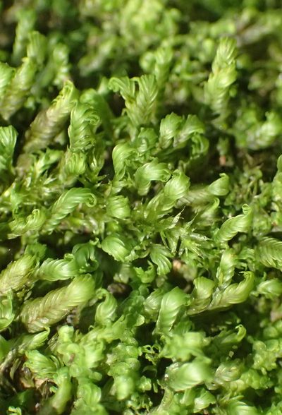 Fissidens ovatus, photographed by Nicola van Berkel