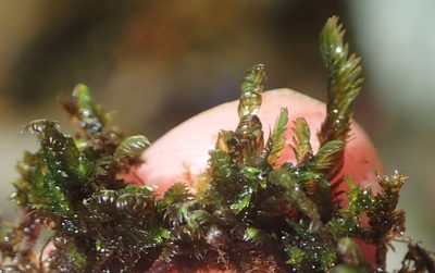 Fissidens plumosus, photographed by Nicola van Berkel