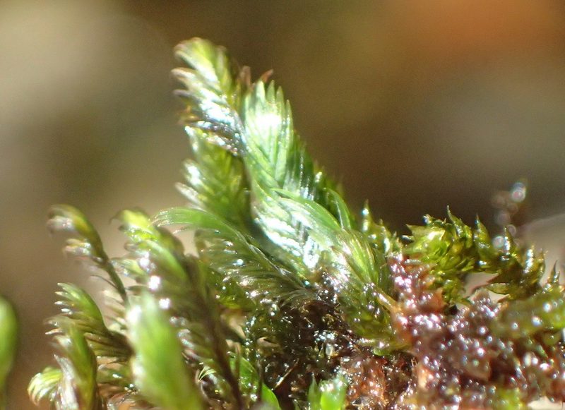 Fissidens plumosus, photographed by Nicola van Berkel