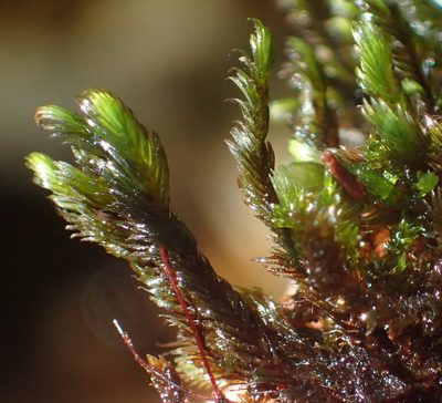 Fissidens plumosus, photographed by Nicola van Berkel