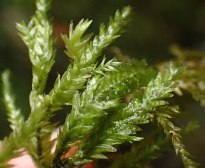 Porotrichum madagassum, photographed by Nicola van Berkel