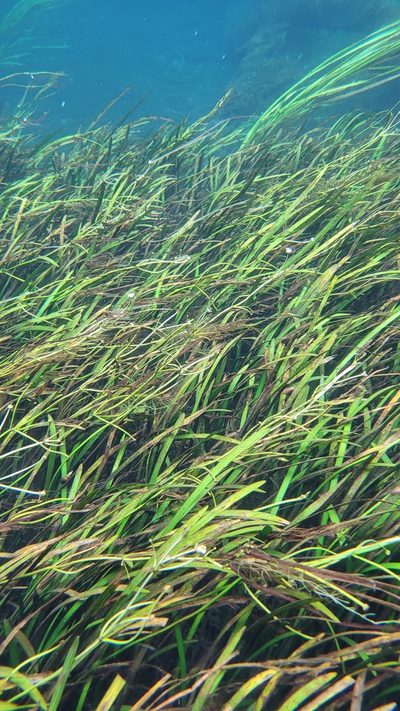 Sagittaria kurziana, photographed by Court Harding